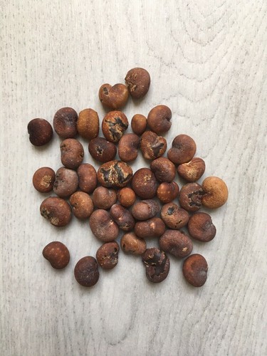 Graines baobab pour - 50,