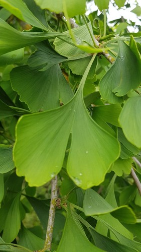 Ginkgo biloba - (de, /