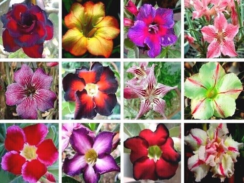 Graines adenium obesum - d'adenium,