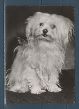 CPSM vers 1960  nature faune