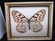 Entomologie  Papillons  HESTIA LEUC CLARA FORMOSA 