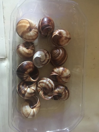 Lot coquilles - lot, 12