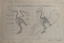 RARE PLANCHE DESSIN SQUELETTE OISEAU D'ETUDIANT DE L'ECOLE PIGIER DEBUT XX° (5)