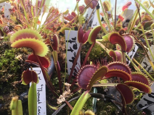 Plantes carnivores dionaea - plantes,