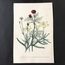 Gravure XIXè Botanique