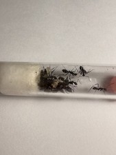 Fourmis Camponotus Cruentatus