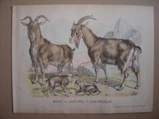 Grande image d'épinal entoilée BOUC Chèvre CHEVREAUX Imagerie d'Epinal Pellerin