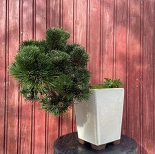 BONSAÏ PIN THUNBERGII