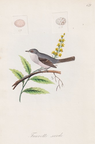 Fauvette sarde oiseau - sarde, oiseaux