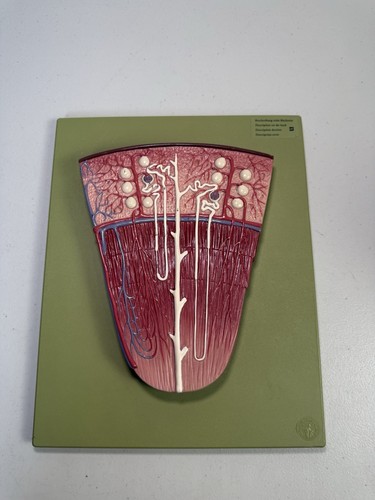 Vintage somso kidney - somso, nephron