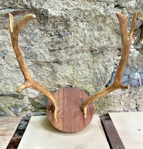 Bois cerf taxidermie vintage - bois,