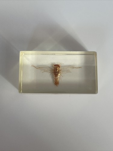 Véritable insecte dans - insecte,