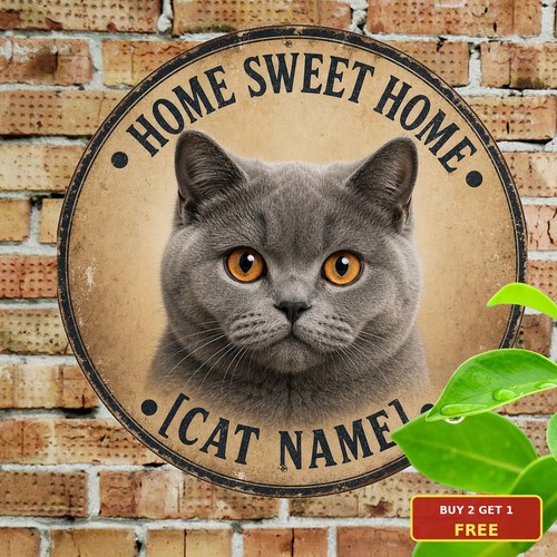 Cute british shorthair grey - cute,