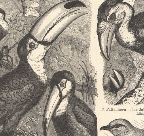 1897 gravure originale oiseaux - 1897,