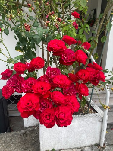Graines rosier grimpant - graines,