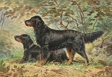 GORDON SETTERS - Dog Art from