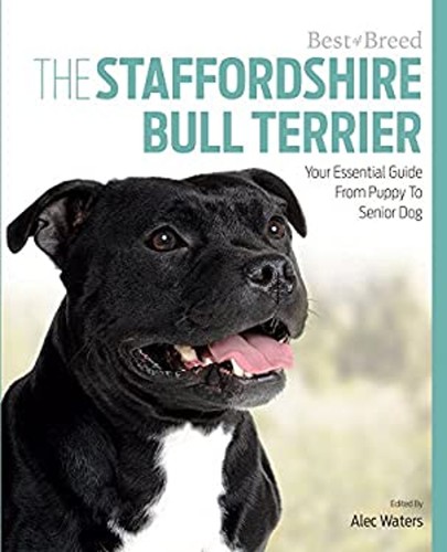 Staffordshire bull terrier - staffordshire,