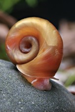 PLANORBES PAR LOT DE 5 - ESCARGOT D'EAU DOUCE -  PLANORBE ROSE - BLEU - BRUNE