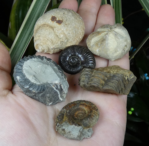 Lot fossiles ammonites - lot,