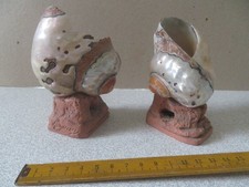 ancien bord de mer terre cuite REGUAM MAUGER victor coquillage turbo sarmaticus