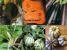 GRAINES DE LEGUMES BIO (BASILIC,COURGETTE,SALADE,CIBOULETTE,POIVRON) 40 AU CHOIX