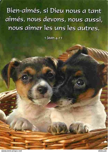Carte postale animaux - postale,