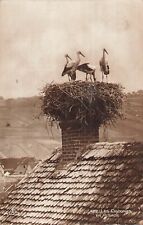 CP LES CIGOGNES EN ALSACE - 88705