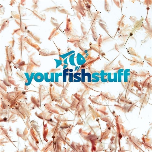 Brine shrimp eggs - brine,