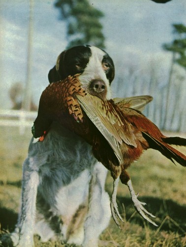 Publicité ancienne chien