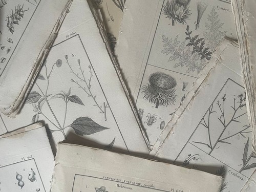Lot gravures botanique - lot, 75