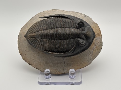 Trilobite fossil zlichovaspis - fossil,,