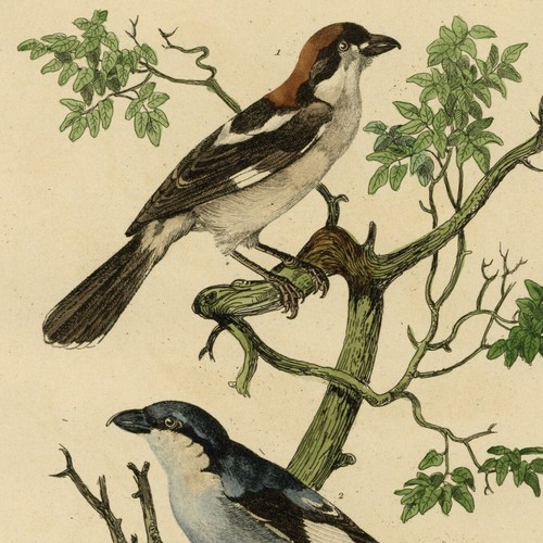 Histoire naturelle oiseau pie - histoire,