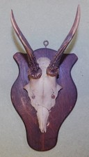 ANCIEN TROPHEE DE CHASSE