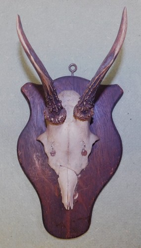 Ancien trophee chasse - de,