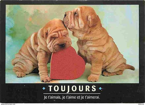 Carte postale animaux - carte,
