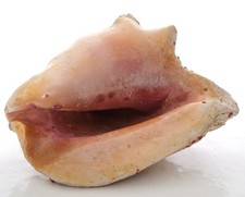 Coquillage Strombus gigas
