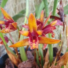 Maxillaria Wolf
