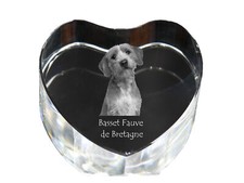 Basset Fauve De Bretagne -