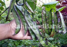 Hyacinth Bean King - Le plus