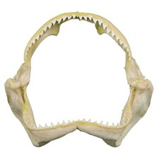 Mâchoire requin récif - mâchoire,