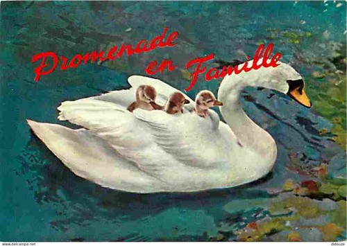 Carte postale animaux - carte,