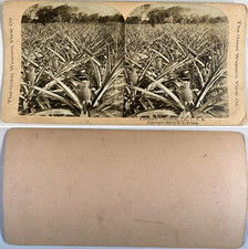 USA, Floride, plantation