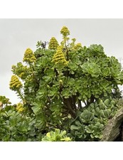 Aeonium korneluislemsii rare - korneluislemsii, (rare
