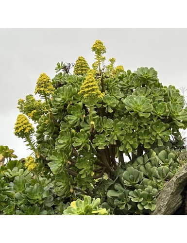 Aeonium korneluislemsii rare - korneluislemsii, (rare