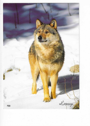 Chien chiens loup - chiens,