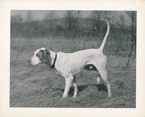 Pointer 1950 chien de - c.,