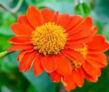 Graines de Tournesol mexicain,Tithonia diversifolia,produits de mon jardin bio