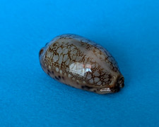 Cypraea Scurra Occidua 35,2 mm