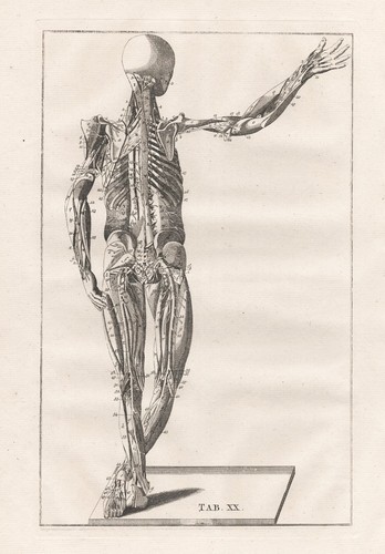 Squelette humain muscles - squelette,