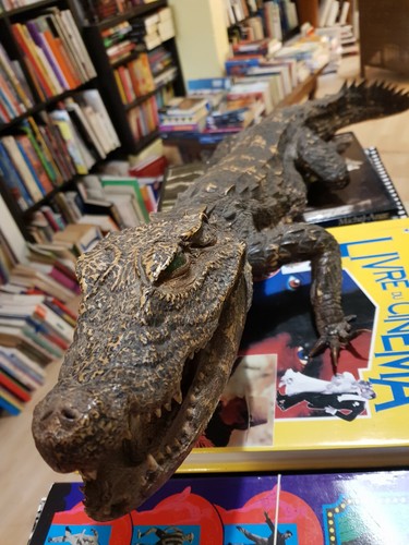 Caïman nain empaillé croco - nain,